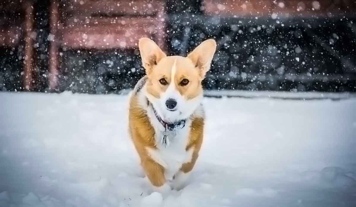 免费DDOS攻击测试工具