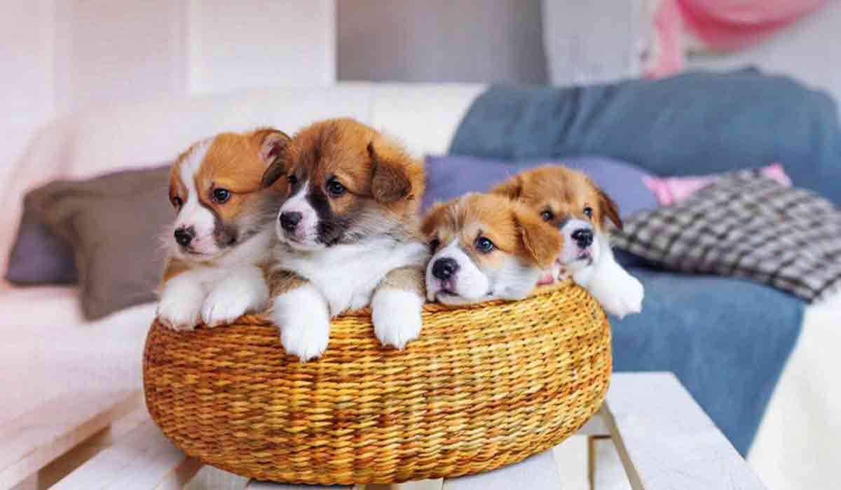 服务器攻击方式