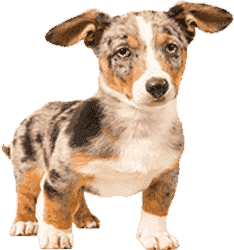 免费ddos在线攻击